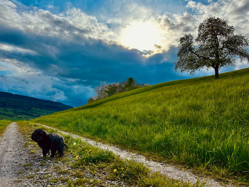 ChristianSchlat's tweet photo. Ob es noch nachhause reicht vor dem nächsten Regenguss?
⁠
#Havaneser #Aprilwetter https://t.co/DWVhxEiEzf