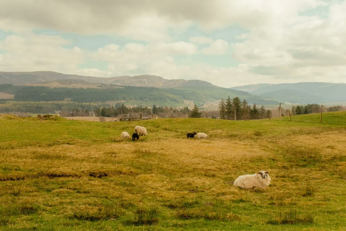Homer_cesp's tweet photo. Went to Scotland and Instagram decided to only show me Wes Anderson style reels so enjoy my try on his style https://t.co/aUMViHbrMq
