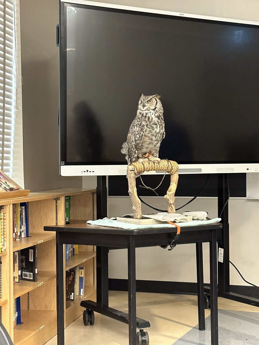 BPSHawks3's tweet photo. Ophelia the great horned owl from Calgary Wildlife paid the grade 3s a visit this week and supported out exploration into animal life cycles #BPSHawks3 #BPSHawks https://t.co/wS8RjmcvCW
