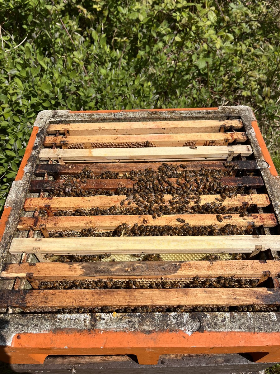 Paynes Bee Farm Ltd tweet media