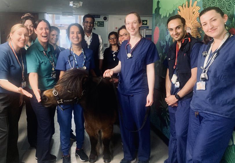 Such an amazing day on the children’s ward…therapy pony visit!!
Made the children &amp; the staff all smile., a special wish came true #paeds
<a href="/xxStacey_Sxx/">stacey s</a> <a href="/gite_amit/">Amit Gite</a> @cazdilks