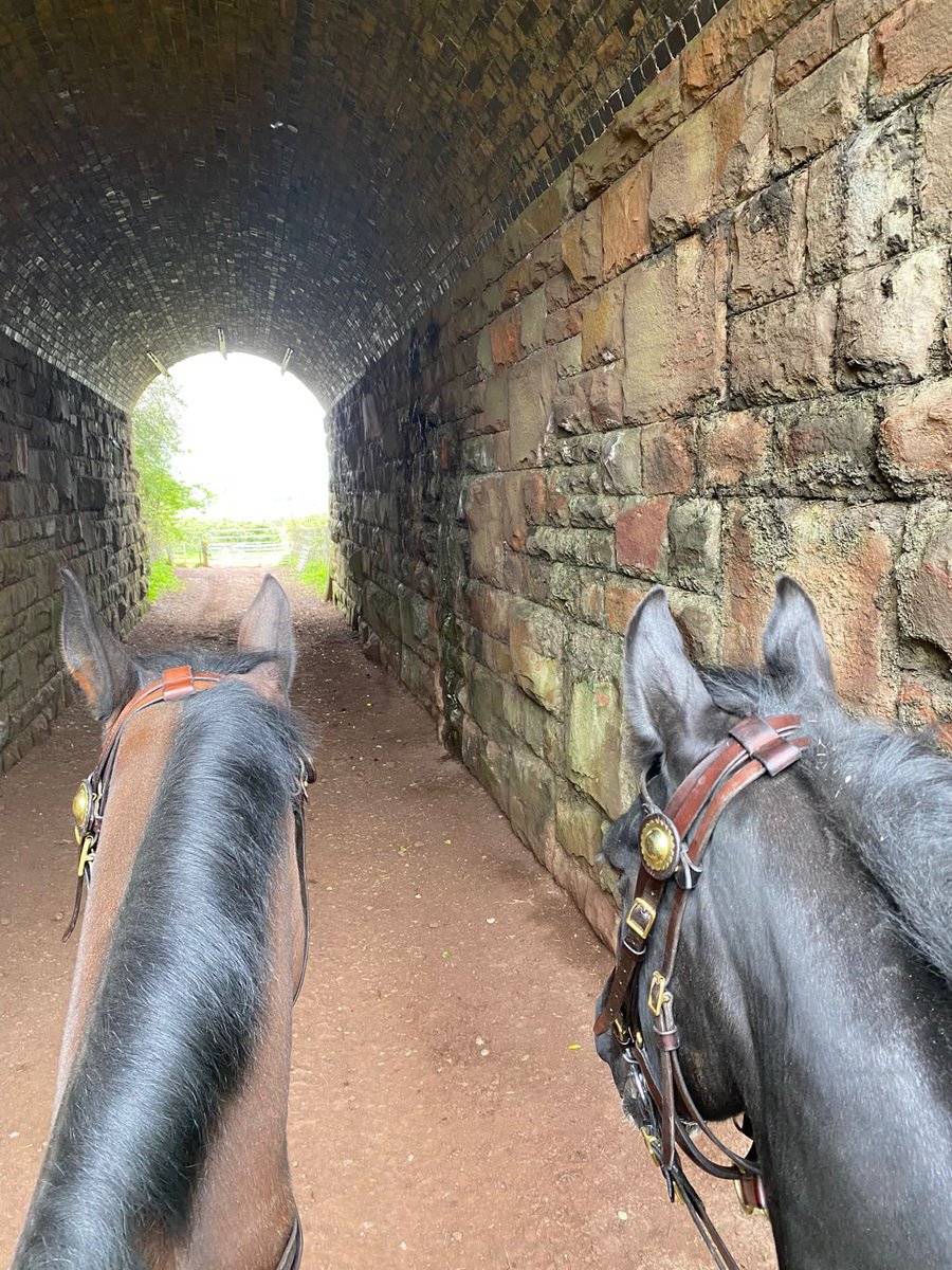ASPoliceHorses's tweet photo. Somerset and Windsor Have been in South Gloucester today assisting in the search for a missing person 🐴🐴 #goodboys https://t.co/VhQ5Y1M0FQ