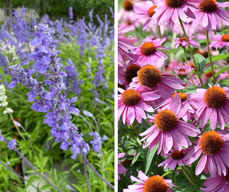 UTRWD's tweet photo. Wondering what flowers to plant this year? Get โer done with salvia, purple coneflower, lantana or one of the many other beautiful Texas native and adapted plants that are already hardwired for our climate. Check out our list: #WaterLessYall #GoTexasNative https://t.co/H6YZxAHkQQ https://t.co/70hOkQx7NS