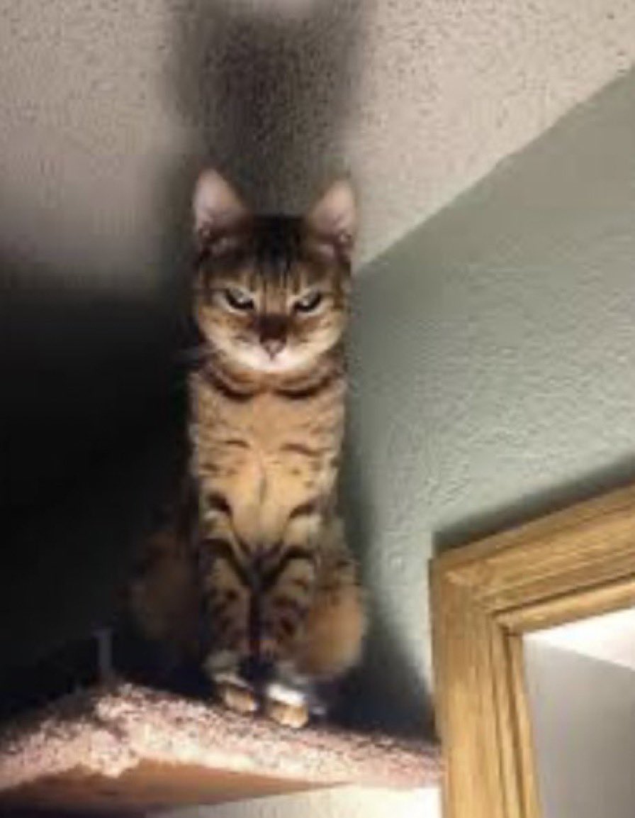 🎄Vee ❄️ tweet media