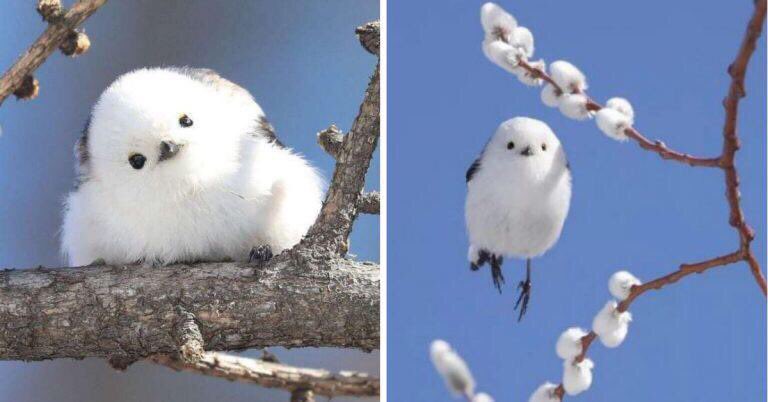 The Shima Enaga, a Japanese bird who looks like a ball of cotton.