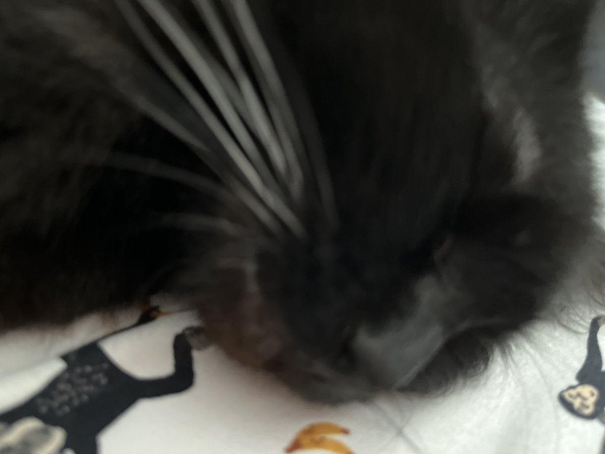 fitzxide's tweet photo. @CATBRAINCELL ugly assew https://t.co/erpswwhiTz