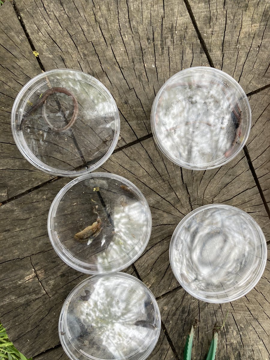 Wakefield Methodist Science Ambassadors tweet media