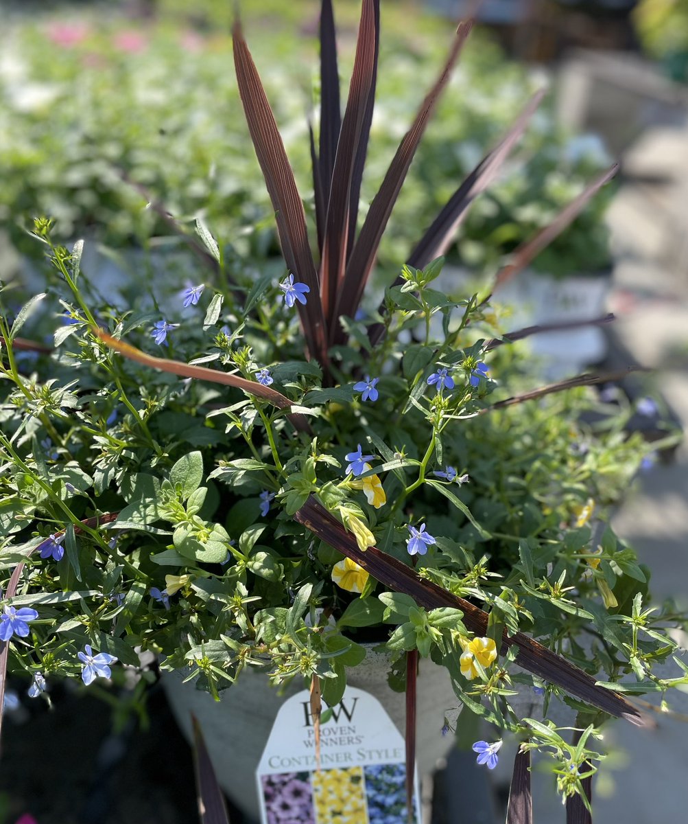 CK Greenhouses tweet media