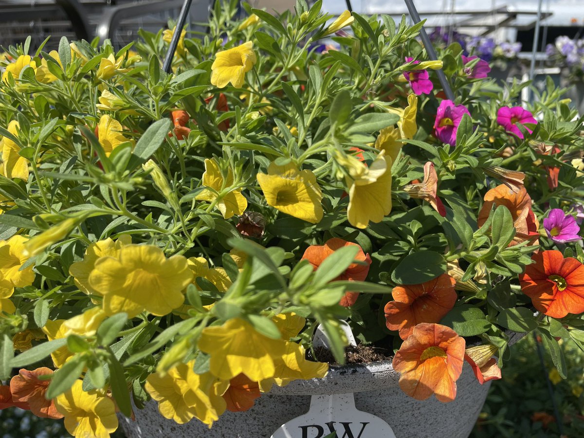 CK Greenhouses tweet media