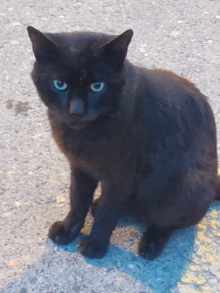 Solopar53137293's tweet photo. #URGENT  #Balaguer Aquest gatet va estar abandonat. Ara està en uns habitació però no l'accepten els altres gats de la casa d'acollida 😢 Està castrat! És molt carinyós! #XarxaCatalunyaAdopcions #XarxaBarcelonaAdopcions  Contacte ☎️ a la foto! https://t.co/08K0bMRO8F