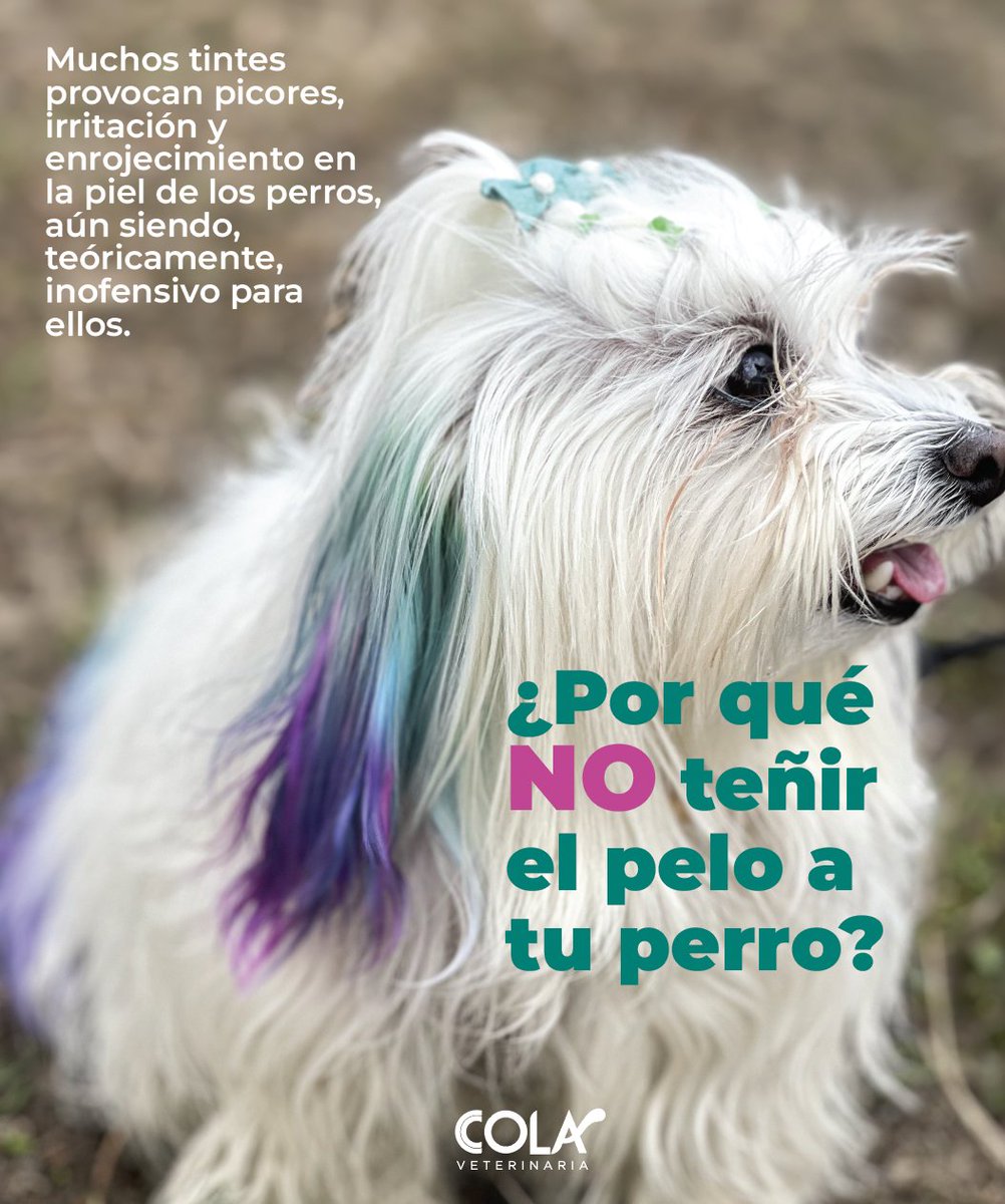 COLAcentro's tweet photo. Pueden causar picores, irritación y enrojecimiento en piel.
Los tintes para humanos jamás deben ser aplicados en animales.
Camuflan el olor del perro y ocasiona problemas de comunicación.
Fomenta la cosificación de los animales.
Es un procedimiento estresante.

Somos #LaVetDeRA https://t.co/h5xoL8RM0K