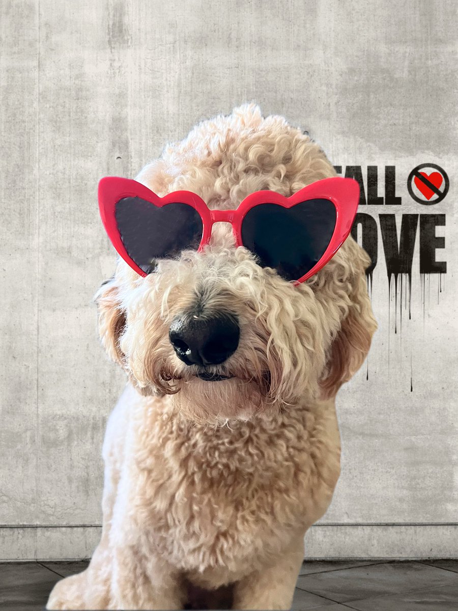 Benji, happy Gotcha Day.  I’m Stella.  Can we be friends?  My mom is traveling to see your mom on Friday.  Take care of her. #AtlantaTSTheErasTour #dogera <a href="/taylornation13/">Taylor Nation</a> <a href="/taylorswift13/">Taylor Swift</a>