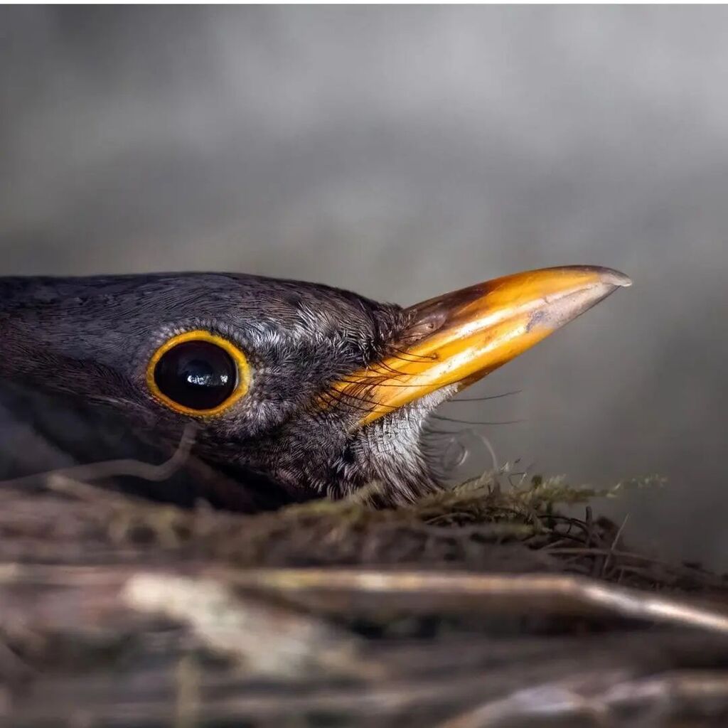 IgersYorkshire's tweet photo. FEATURE OF THE DAY 💫🌟
———————————————— 
Female Blackbird hatching eggs.
————————————————
Photo posted by @driver.david
Location: Ilkley
Featured by: 🍄 @yorkshire_brew Tanya
————————————————
Use Hashtag #igersyorkshire
————————————————
To be part of t… https://t.co/g7a7EKIjO4 https://t.co/r4wLE7uW10