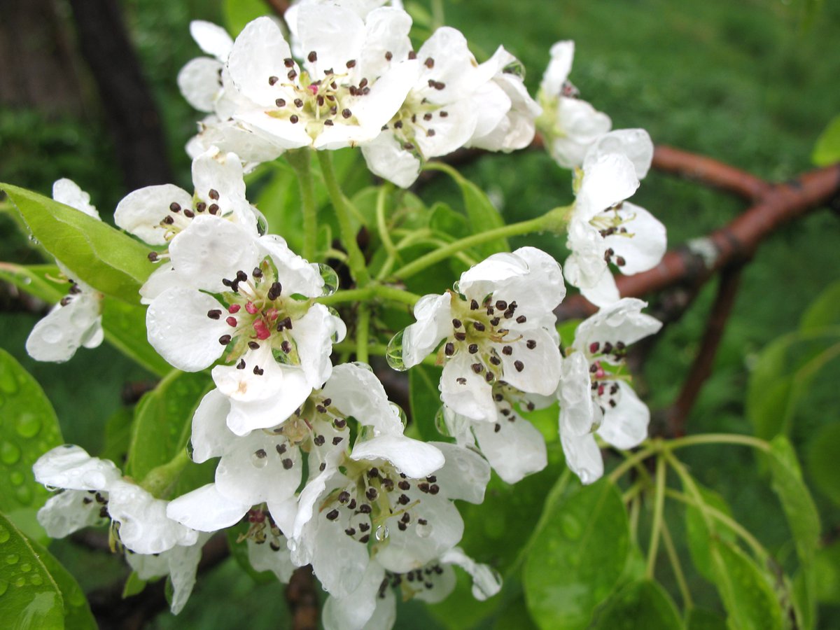 UK Orchard Network tweet media