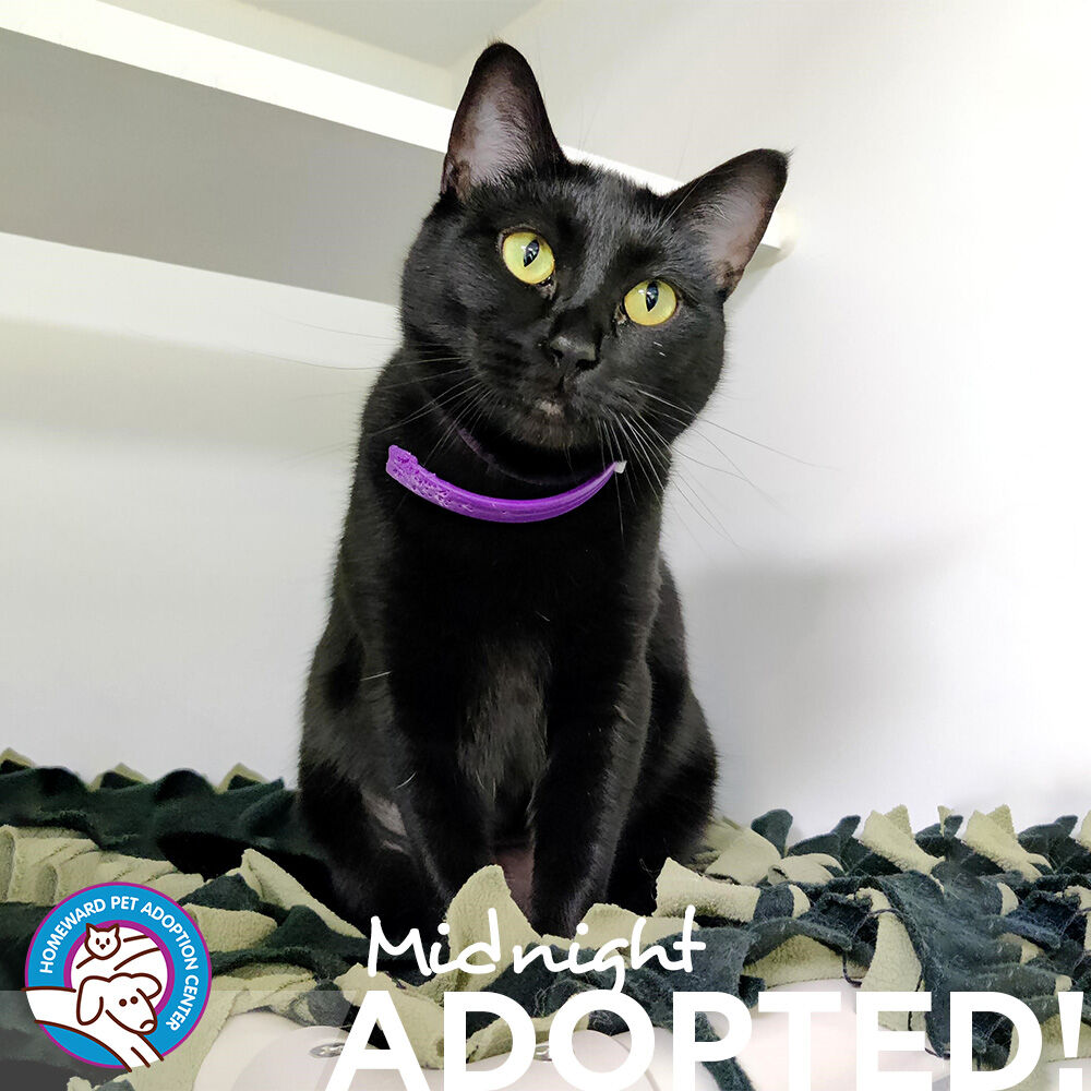 Happy Wednesday! 

Last week 18 pets with home with their new families! Including 6 kittens, 6 cats, 5 cats, and 1 puppy.

Feel free to share your own HPAC adoption stories and adoptiversaries.

#adopted #catsanddogs #catsofhomewardpet #dogsofhomewardpet #twittercats #twitterdogs
