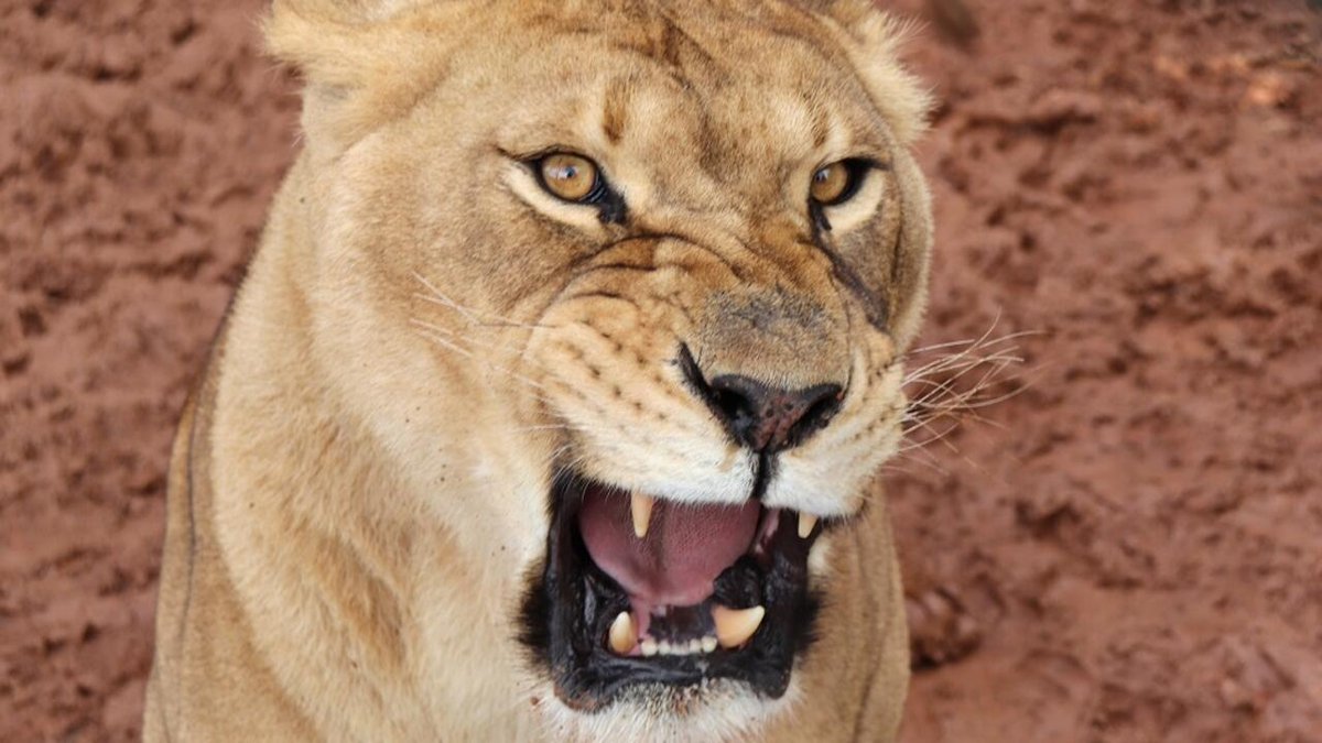 RFI's tweet photo. Tchad: une espèce de lion qu'on croyait éteinte fait sa réapparition https://t.co/qFy95Lfw4f https://t.co/Sr1PT73ZJk