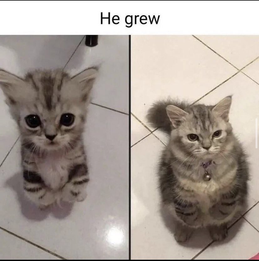 chaoticcatpics's tweet photo. https://t.co/cppXGaXkfV