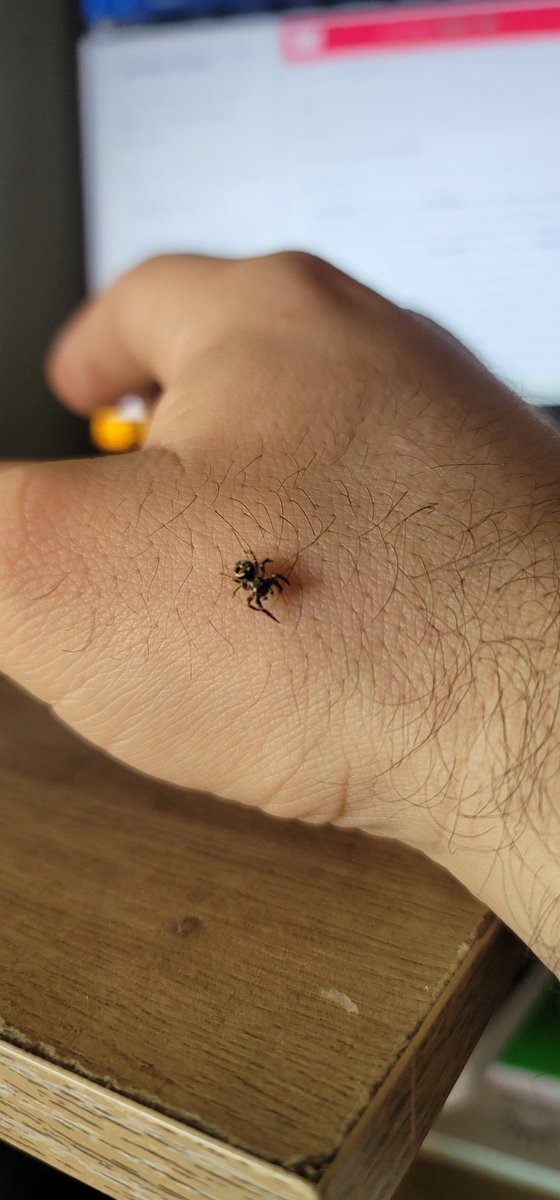ConjuringOdd's tweet image. This little guy has been in my office for a week. Finally jumped on my hand long enough for me to put him outside the other day. Today I&apos;m sitting there and out of nowhere he jumps on my hand. Now he won&apos;t leave 🤣. He&apos;s been crawling all over my hand and arm for an hour. #spider