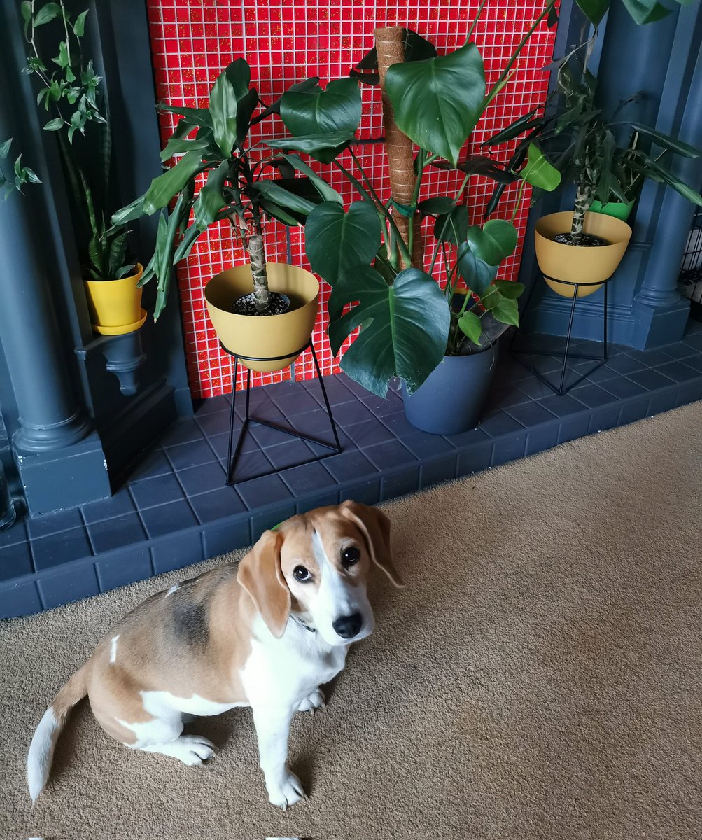 .@RioOfGlasgow trying to pretend that's not a Rio-mouth-shaped-hole in the monstera behind her..

#beagle #beaglepuppy #beaglesofglasgow #houndsofglasgow #hounddog #dogsofglasgow #RescueDog #LittlestMonsterpup #pupsandplants #plantdog