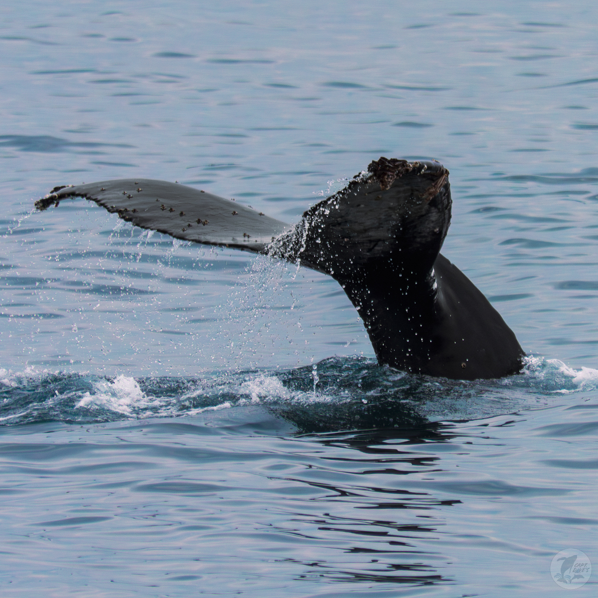 DolphinSafari's tweet image. Epic &amp;amp; unforgettable #whalewatching w/ multiple fin whales, a gray whale, a breaching humpback whale, dolphins, a blue shark, sunfish, and thousands of by-the-wind sailors! 🐬🐳🦈

(📷: Stacie Fox 4.25.23)
#optoutside #funthingstodo #ecotourism #boattrip #socal #danapoint