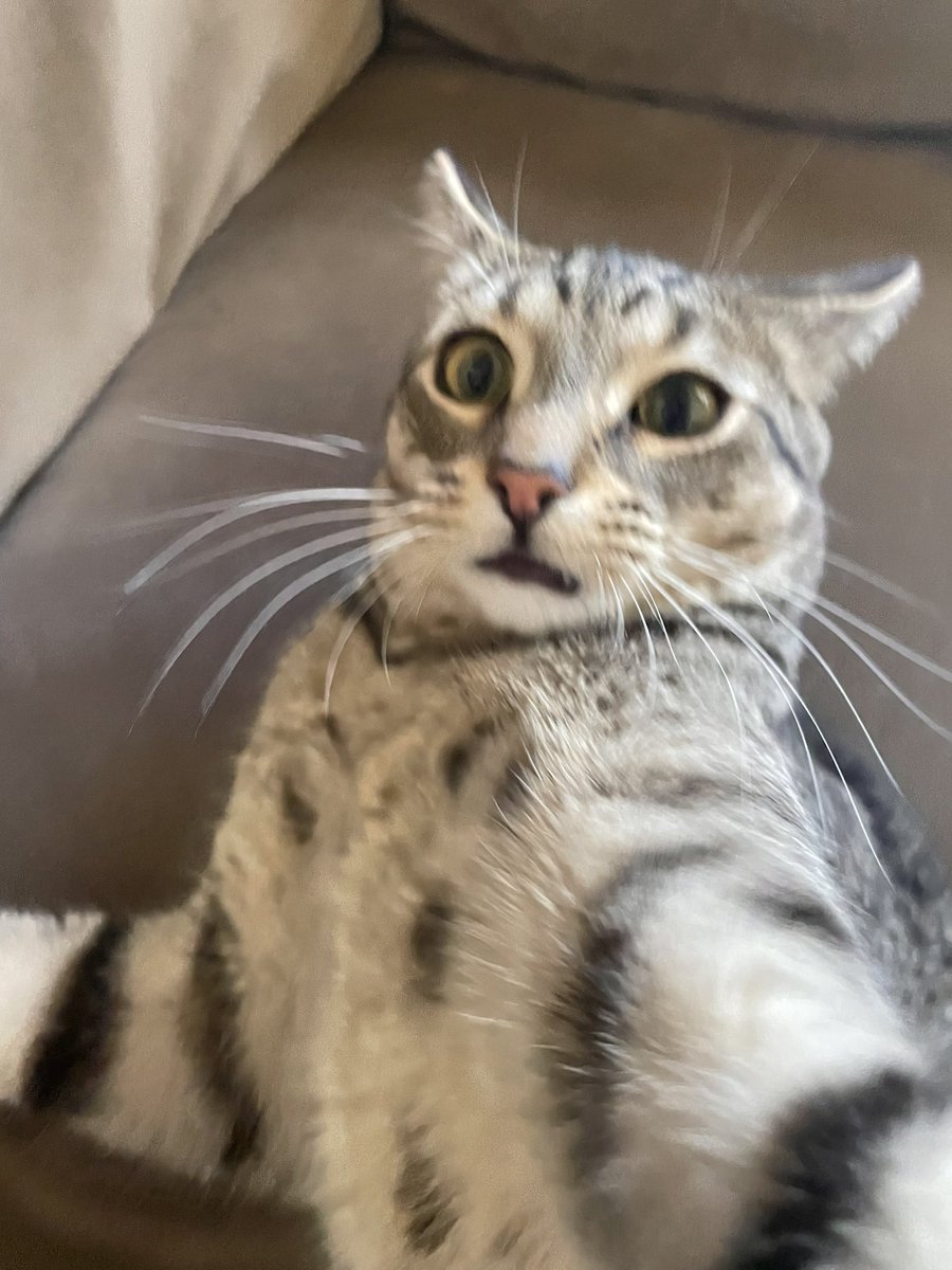 Friends of Bear Cat Rescue tweet media