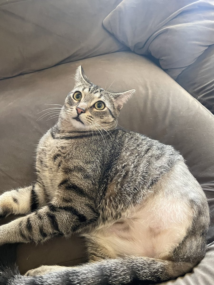 Friends of Bear Cat Rescue tweet media