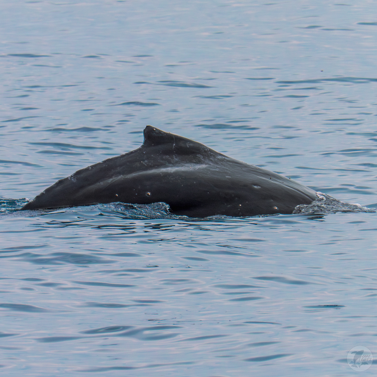 DolphinSafari's tweet image. Epic &amp;amp; unforgettable #whalewatching w/ multiple fin whales, a gray whale, a breaching humpback whale, dolphins, a blue shark, sunfish, and thousands of by-the-wind sailors! 🐬🐳🦈

(📷: Stacie Fox 4.25.23)
#optoutside #funthingstodo #ecotourism #boattrip #socal #danapoint