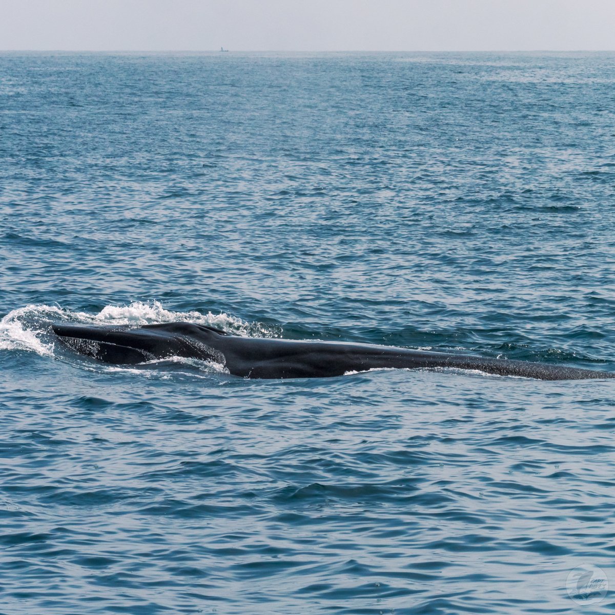 DolphinSafari's tweet image. Epic &amp;amp; unforgettable #whalewatching w/ multiple fin whales, a gray whale, a breaching humpback whale, dolphins, a blue shark, sunfish, and thousands of by-the-wind sailors! 🐬🐳🦈

(📷: Stacie Fox 4.25.23)
#optoutside #funthingstodo #ecotourism #boattrip #socal #danapoint