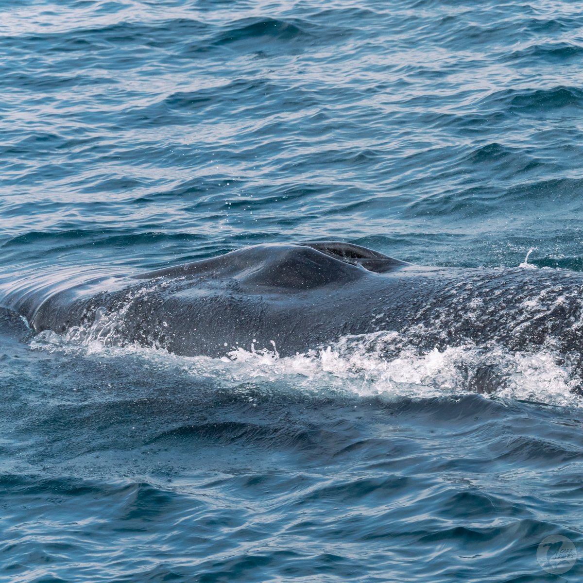 DolphinSafari's tweet image. Epic &amp;amp; unforgettable #whalewatching w/ multiple fin whales, a gray whale, a breaching humpback whale, dolphins, a blue shark, sunfish, and thousands of by-the-wind sailors! 🐬🐳🦈

(📷: Stacie Fox 4.25.23)
#optoutside #funthingstodo #ecotourism #boattrip #socal #danapoint