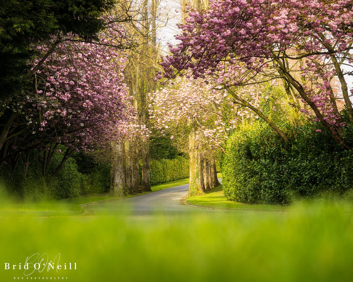 NeillBrid's tweet image. Definitely a feeling of Spring in the air this eve. Cherry blossoms 🌸 coming on nicely.

#spring #springhassprung #springfinally #cherryblossoms #BONPhotography