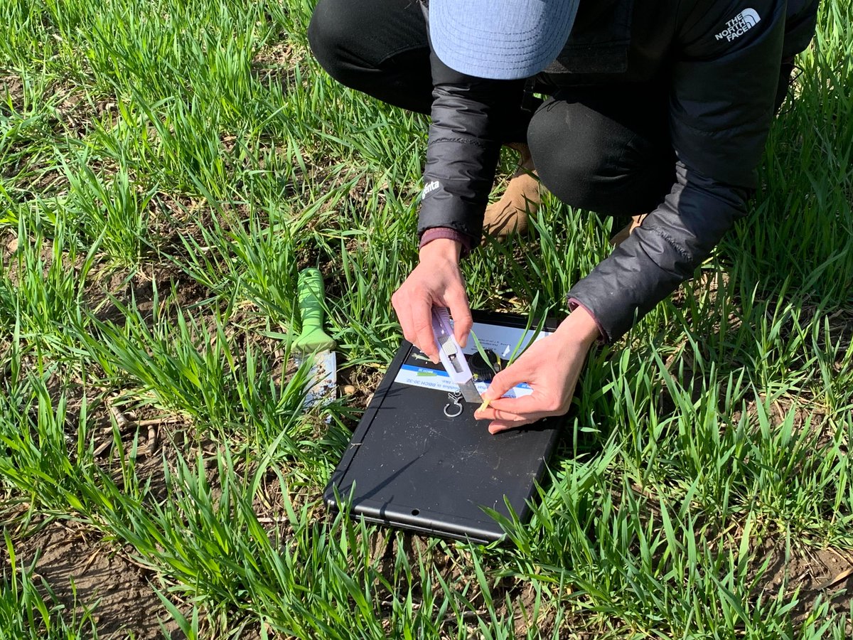 Central_ON_FS's tweet photo. FS PARTNERS is proud to present FS Tech Talk... all season long, we will connect our industry partners with the information that you need the most. Today, we are excited to feature Syngenta Canada's Agronomist Marijke Vanderlaan! #FSTechTalk https://t.co/vG8CxUilsm https://t.co/bkHhmmtoMT