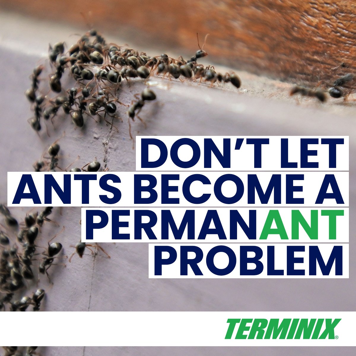 We know how tempting DIY is, especially when you see a trail of ants on your counter and have a party in 20 minutes and your mom is a real stickler about anything out of place - still, DIY doesn’t work for ant control, learn why. shorturl.at/zQR29
