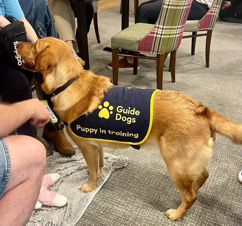 NeathGolfClub's tweet photo. We’ve had a successful launch of the Captains chosen charity with @GuideDogsCymru attending the club. Our target for the year is £2.5k and £150 was raised towards this. We had 4 dogs attend, 2 working dogs and 2 puppies in training with their handlers 🐾 🐾 #guidedogscymru https://t.co/rYPQN11rTp