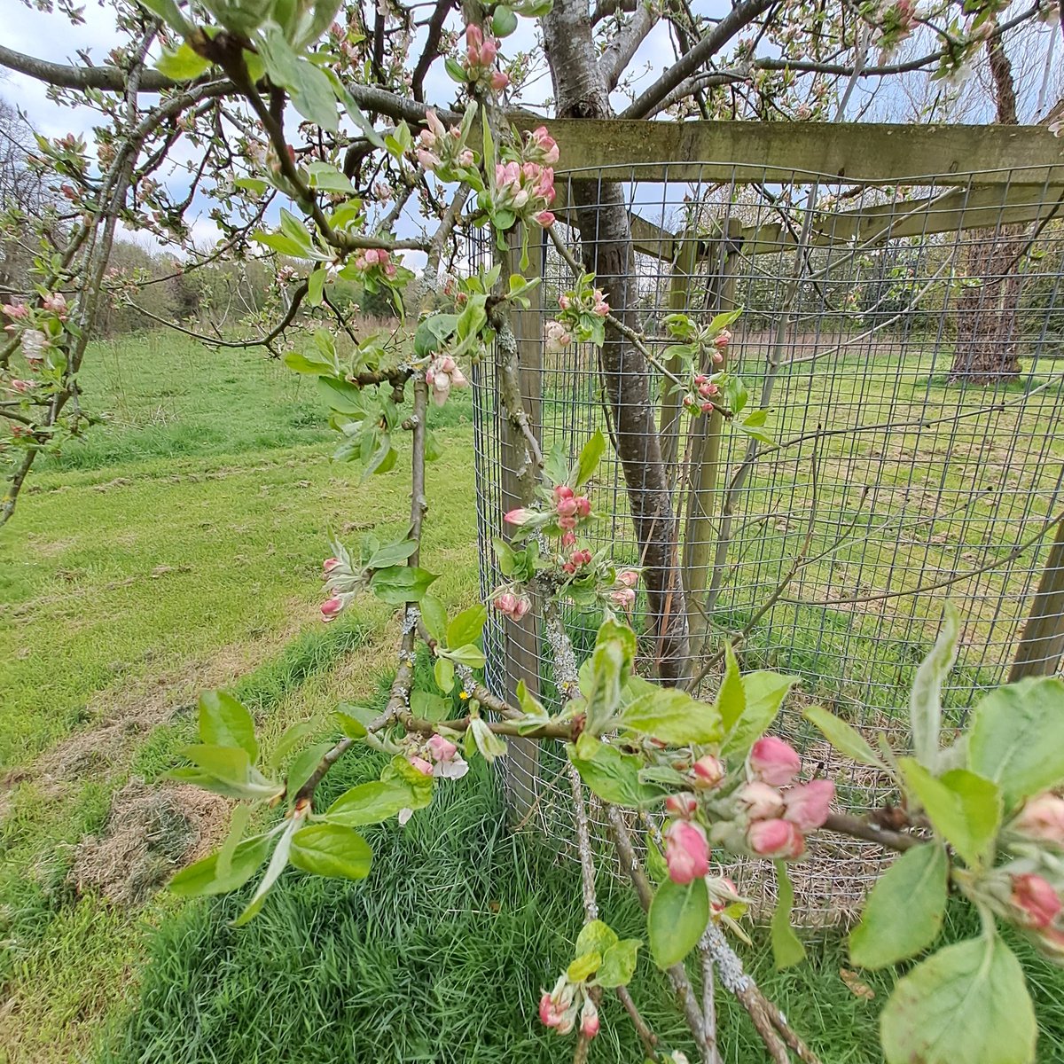 Blossom about to pop in Brookdale Park's orchard, Newton Heath. #OrchardBlossomDay