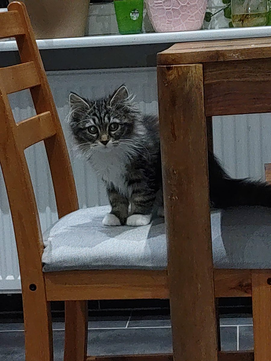 termfrequenz 📯 tweet media