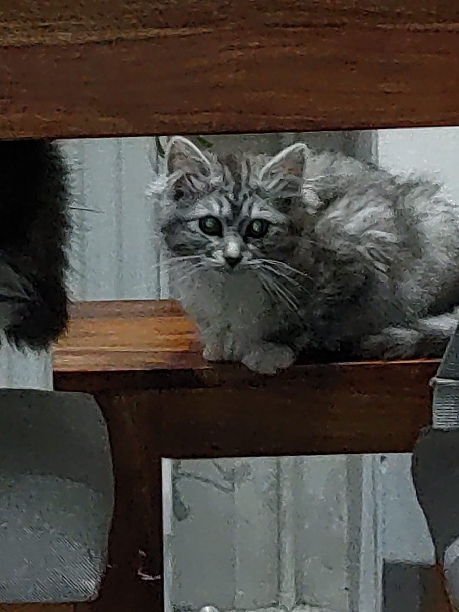 termfrequenz 📯 tweet media