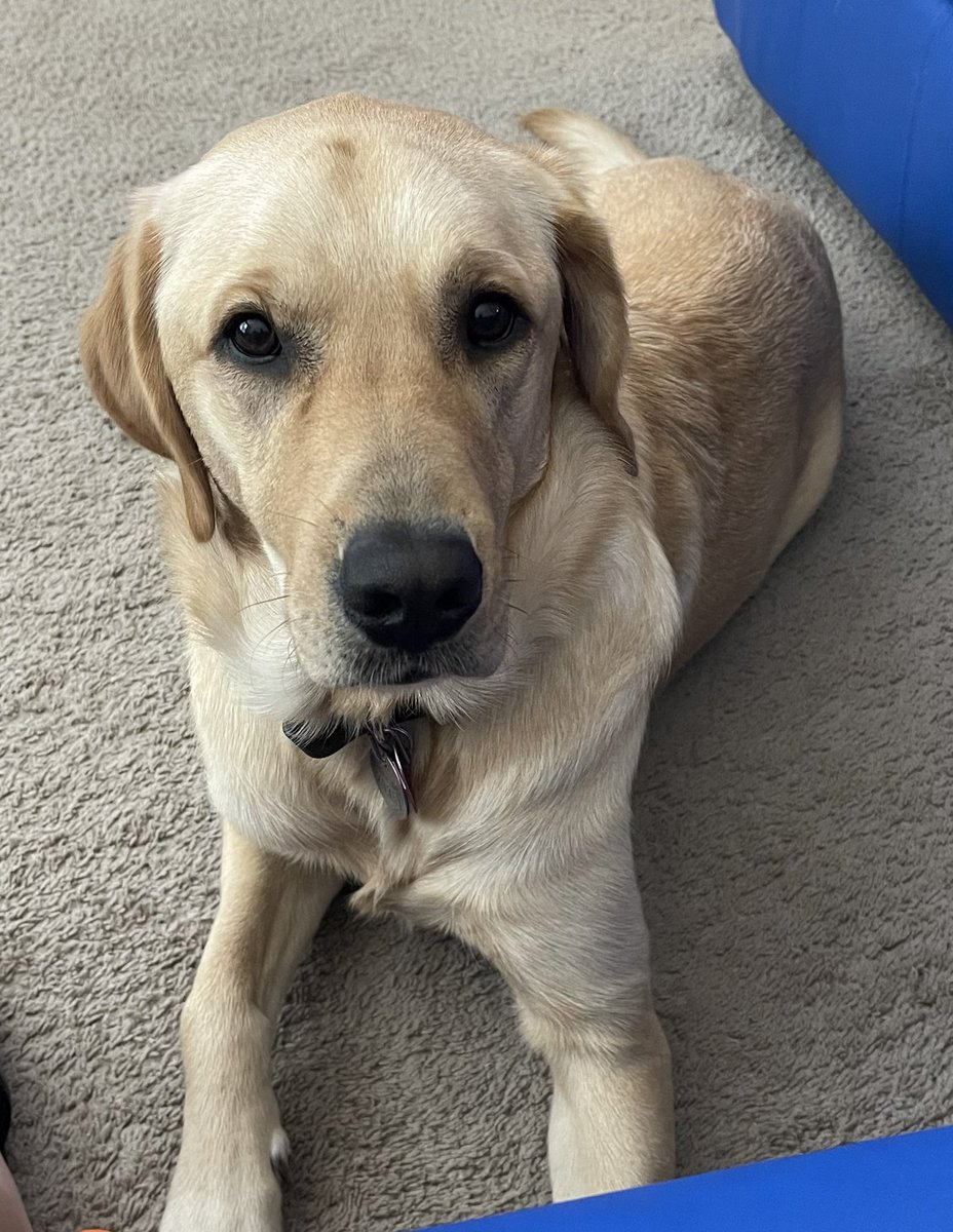 ChickWithAStic2's tweet photo. Happy #InternationalGuideDogDay to my beautiful @Leader_Dog Luna. I am so grateful for the daily gift you offer me - independent night travel, safety and companionship. My life is better because I share it with you! https://t.co/NPP1ZRIhY0