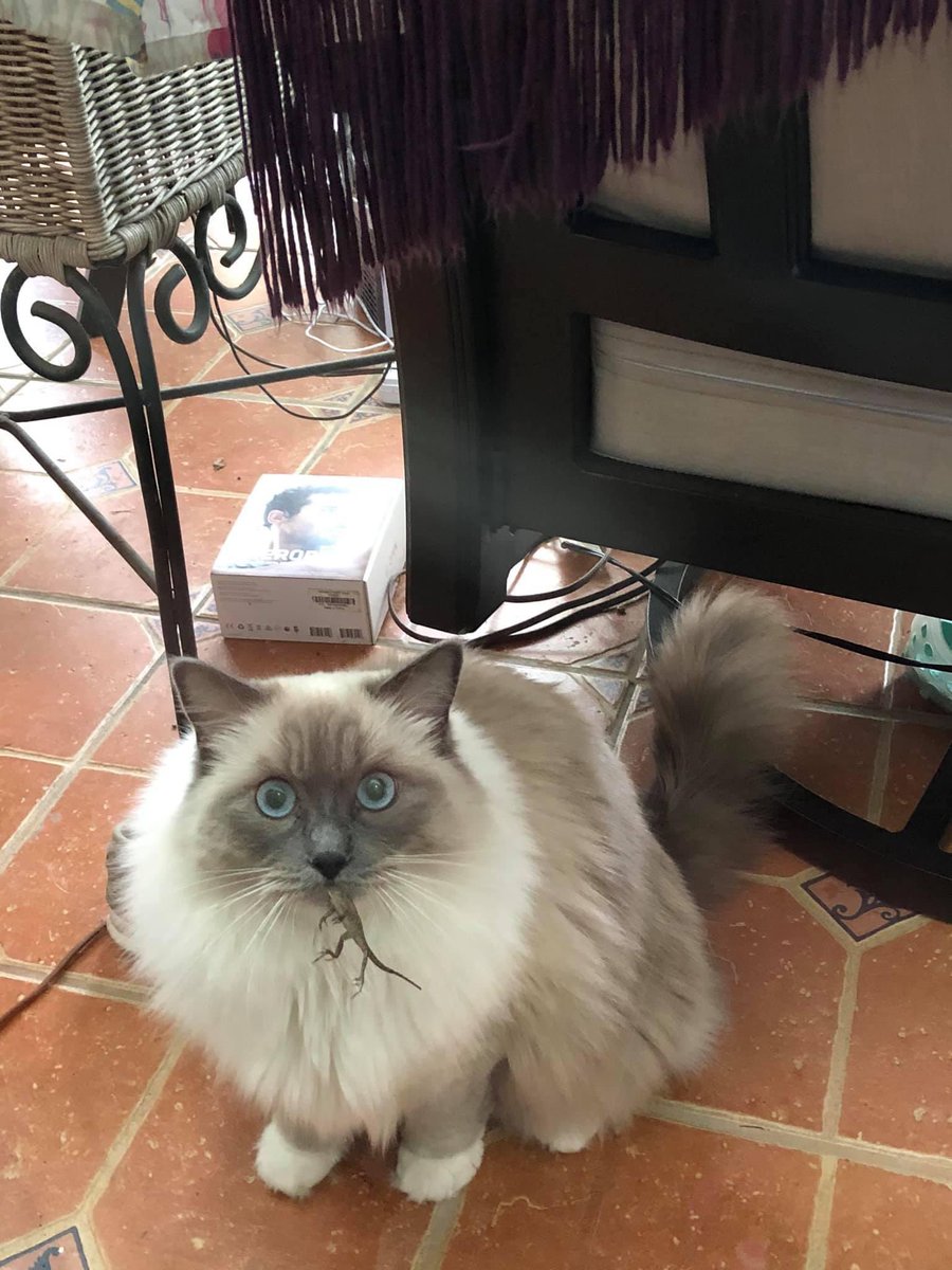 Starbabynn's tweet photo. @taylornation13 @taylorswift13 Oh, are we doing adorable, cat appreciation day in honor of Benji? Here’s my little Floof! https://t.co/nZFUdN3rxc
