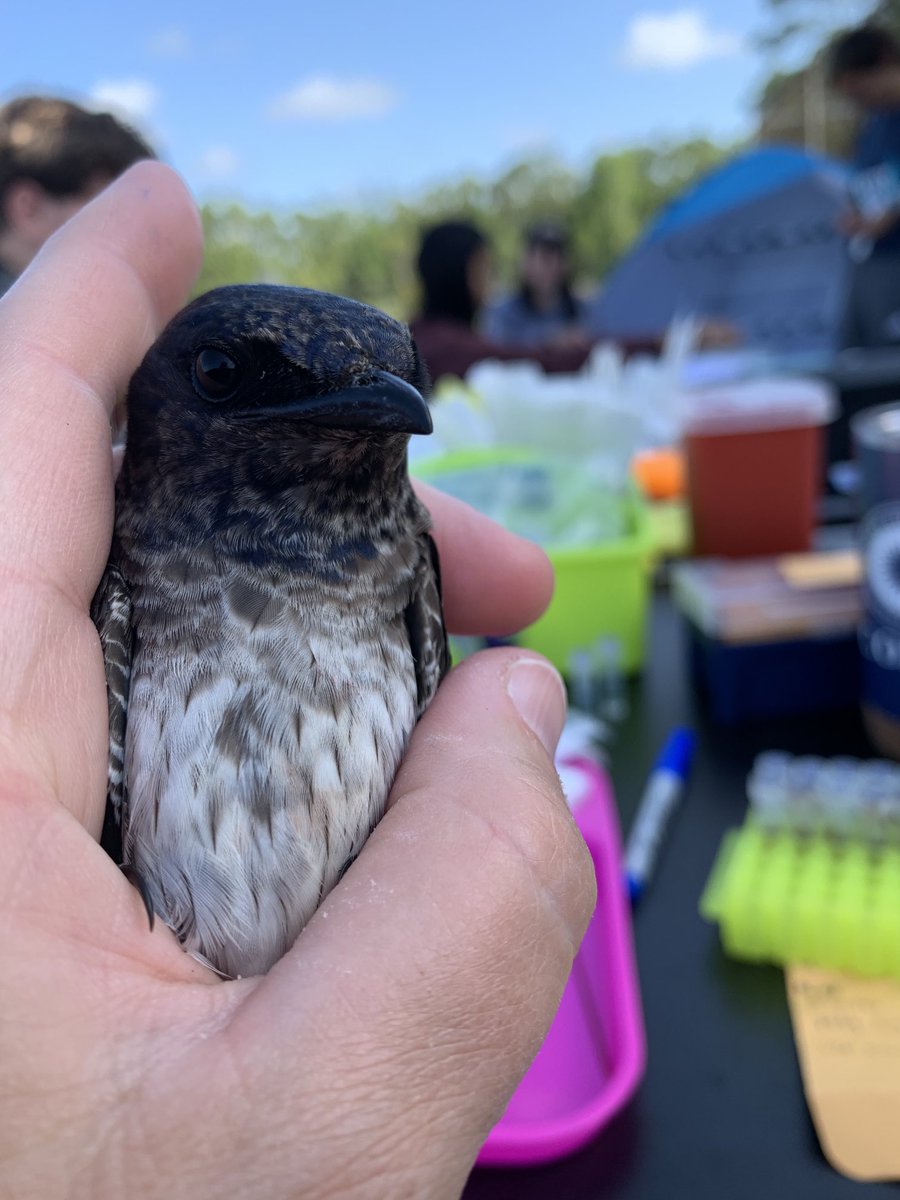 My favorite boy from this morning’s catch. He’s trying so hard to be a grownup with that patchy purple 😍 #purplemartins #UCFbiology #ColbyBiology #WildSymbiosesLab