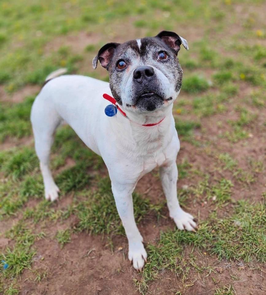 This adorable older boy is Stan. He is another poor soul who has served his days waiting to be claimed by his owner after being found on the street 😞
(More details in photos 💙) 

If you could give him his new home, please call us between 11-2 any day, on 01430 423986. 🥰