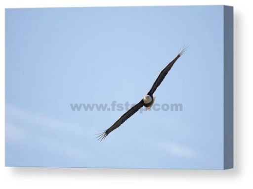 fstopdotcom's tweet photo. Bald Eagle in Flight!

https://t.co/Hxdd0X71SV

#wildvisiondotcom
#puttaswamyravishankar
#perfectgift #ಪುರಶಂ #fstopdotcom #bangaloredotcom #nature #naturephotography #BuyIntoArt #AYearForArt #Art #cosmictouchdotcom #visualrhythmcampus https://t.co/YC052bW4SG