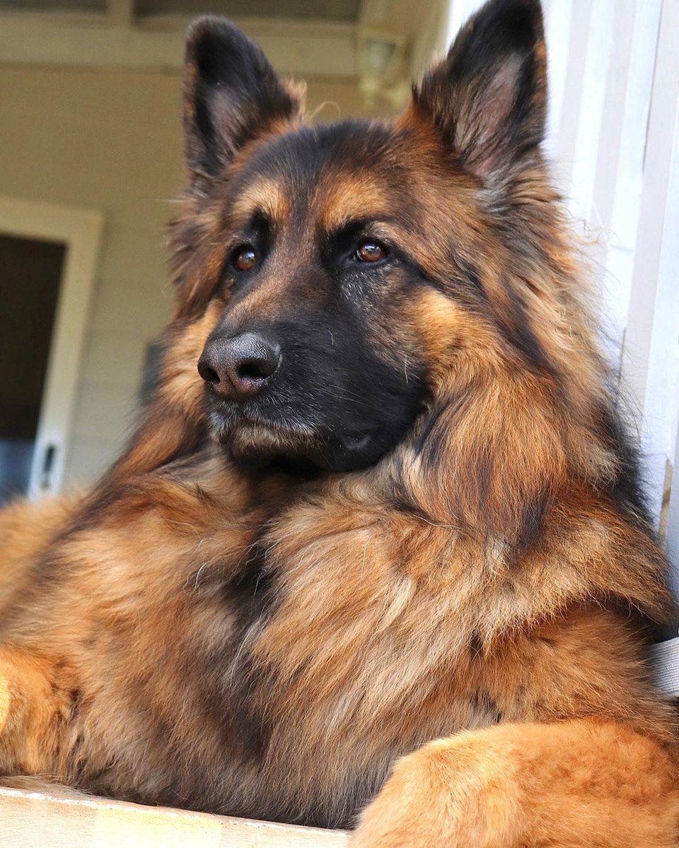 Just take a look at this majestic king