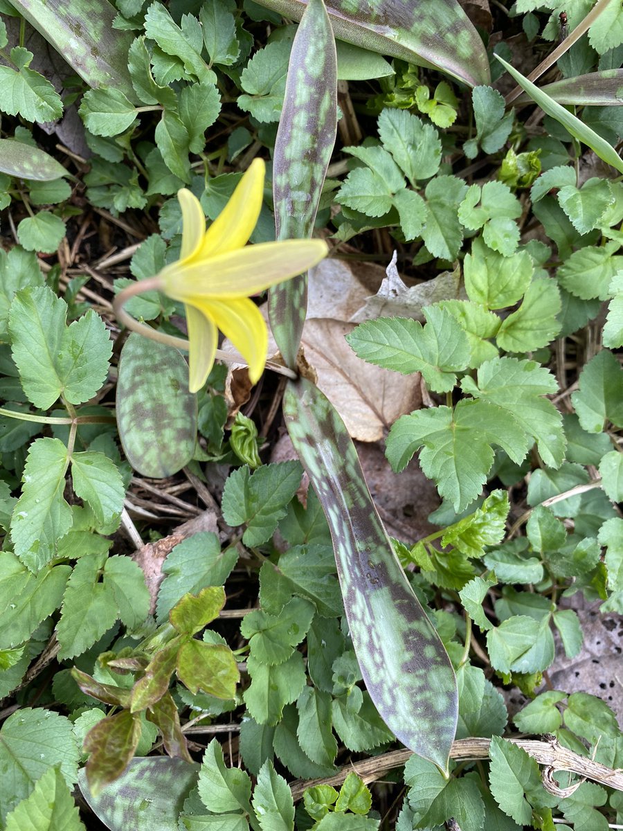 SheriSpain's tweet image. #SpringtimeInVermont