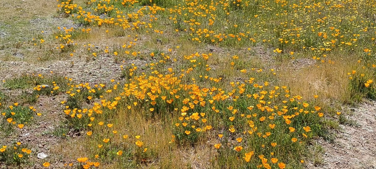 rukiddingme3590's tweet photo. A pleasant very warm after work hike today.😎🌱🌼☀️ #wildflowers #SFbayarea #outdoors #midpeninsula #CAwx https://t.co/roYNBKgIM6
