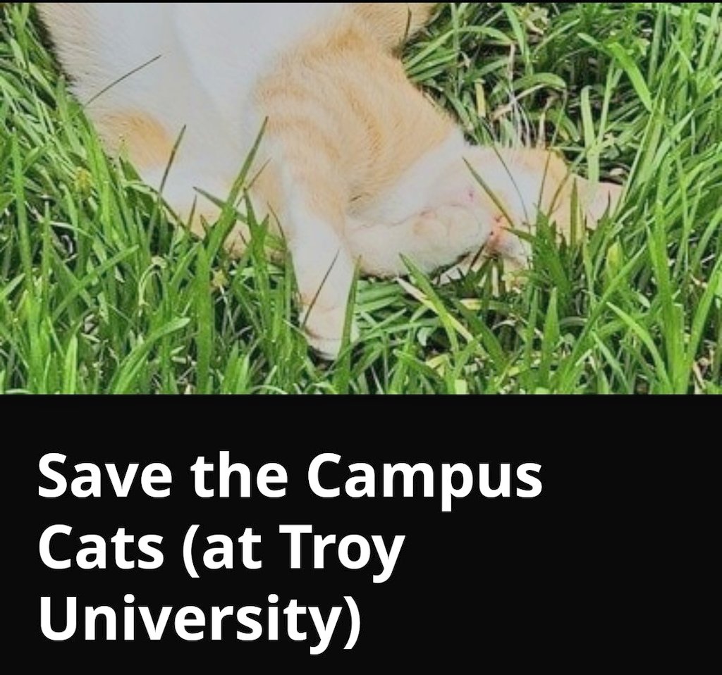 MeowMiya88's tweet photo. Please RT and sign the petition 📢🆘️🇺🇸😱😿💔Save the Troy University Campus Cats! #Alabama #AL @TROYUnews
#AnimalCruelty #AnimalAbuse 
#CatsOfTwitter 🐈 
https://t.co/anigEWJ0OD https://t.co/LhYqMqPiBO