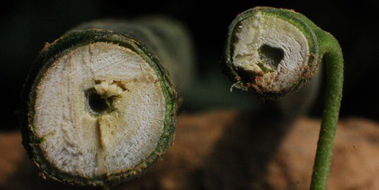 thehempguyz's tweet photo. Although we do grow some dank flowers🌹

Industrial Hemp is our aim. We’re committed to developing an eco-friendly industrial hemp processing facility in Houston, Texas🏡

Hemp is Renewable Energy
🪴Click The Link in Bio🪴
#RenewableEnergy #cannabisindustry #Mmemberville https://t.co/0Md13K7X89