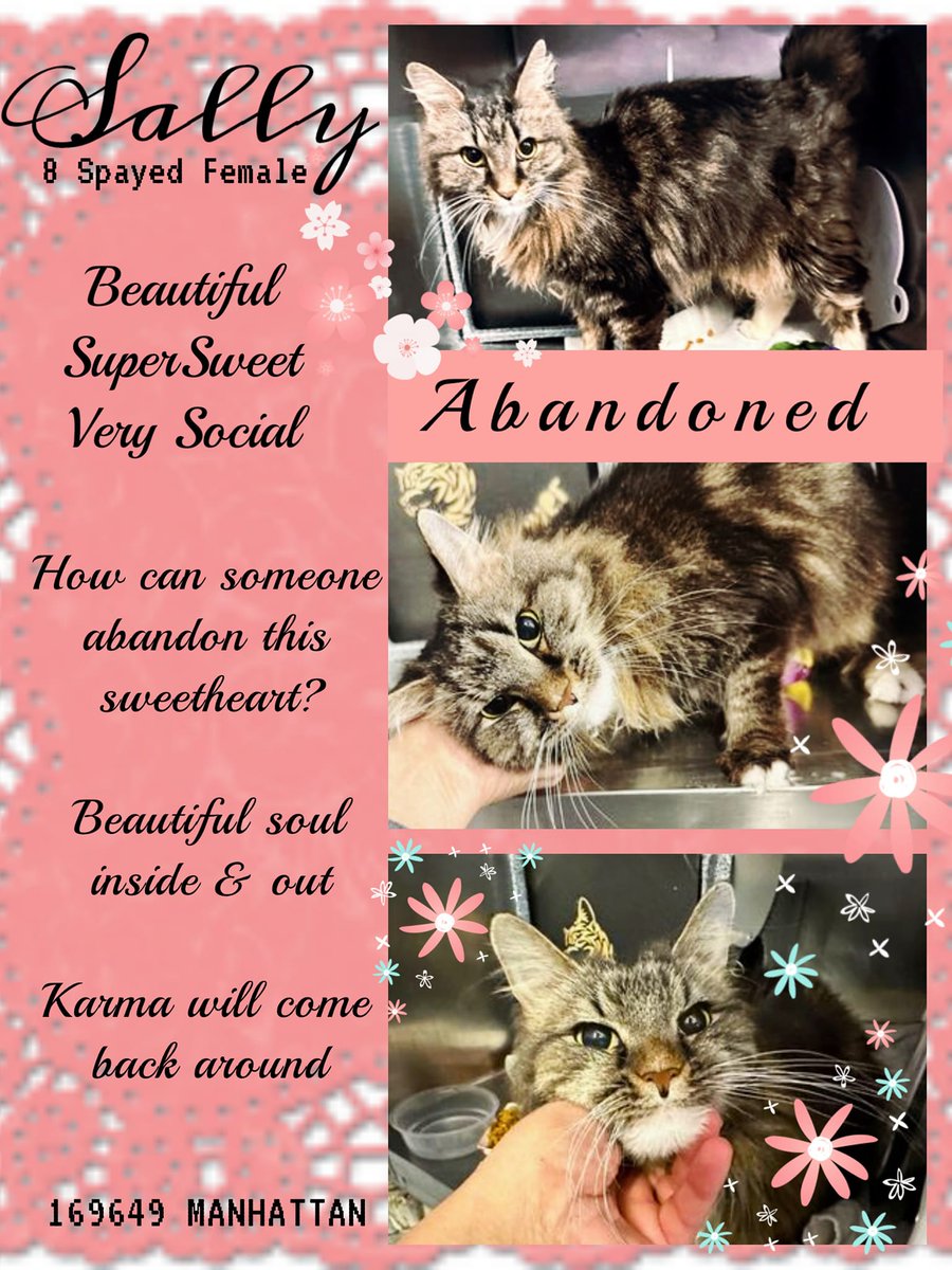 Adorable senior Maine coon mix 'Sally' 169649 at NYC ACC in #NewYork is hoping her rescue angel is nearby! She was left behind in an apartment but holds no grudges! Super-sweet she requires gradual intros to other cats/kids! Adopt! Pledge! VERY URGENT! facebook.com/photo?fbid=558…
