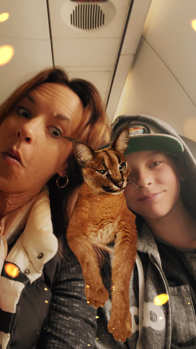 producergirl's tweet photo. #catsonaplane #floopa https://t.co/KckHIZl6BO