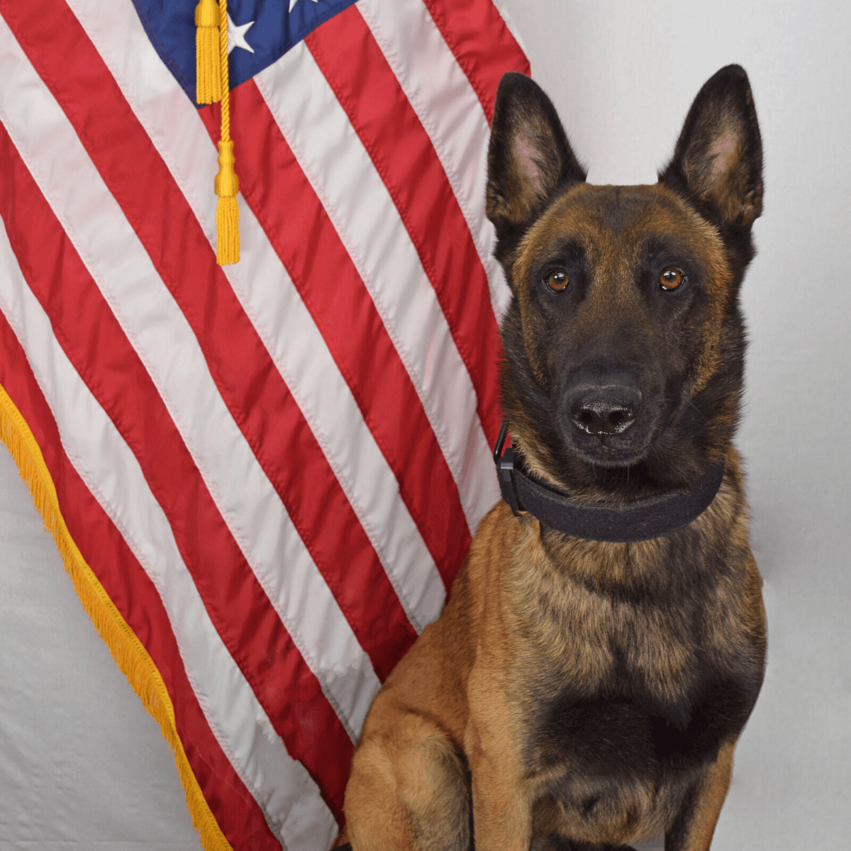 West Fargo Police Department announces newest K9 Unit members 
😀Good luck and God bless to 
Officer Brock Ackerman and K9 Jazz,
Officer Bobbi Jo Nobles and K9 Hondo
wdayradionow.com/news/local-new… 
#ThinBlueLine #K9 #dog #police #WaronDrugs #dogsoftwitter #OPLive #OnPatrolLive