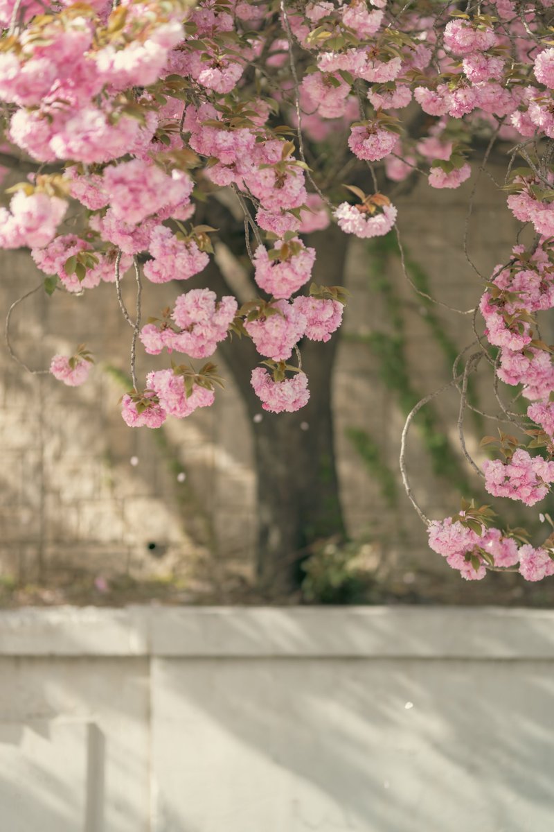 2Days.eth tweet media